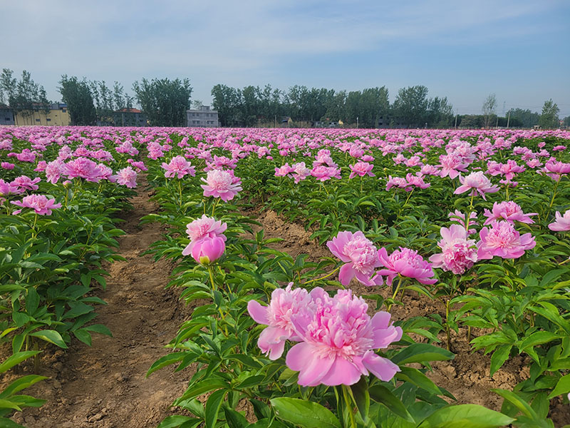 芍藥基地